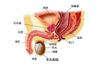 前列腺炎会不会传染