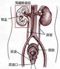 前列腺炎影响生育吗