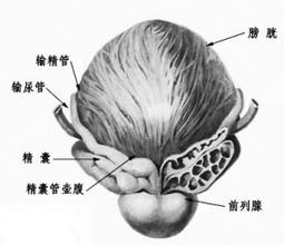 慢性前列腺炎的症状